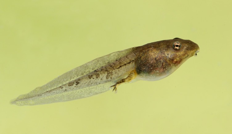 tadpole