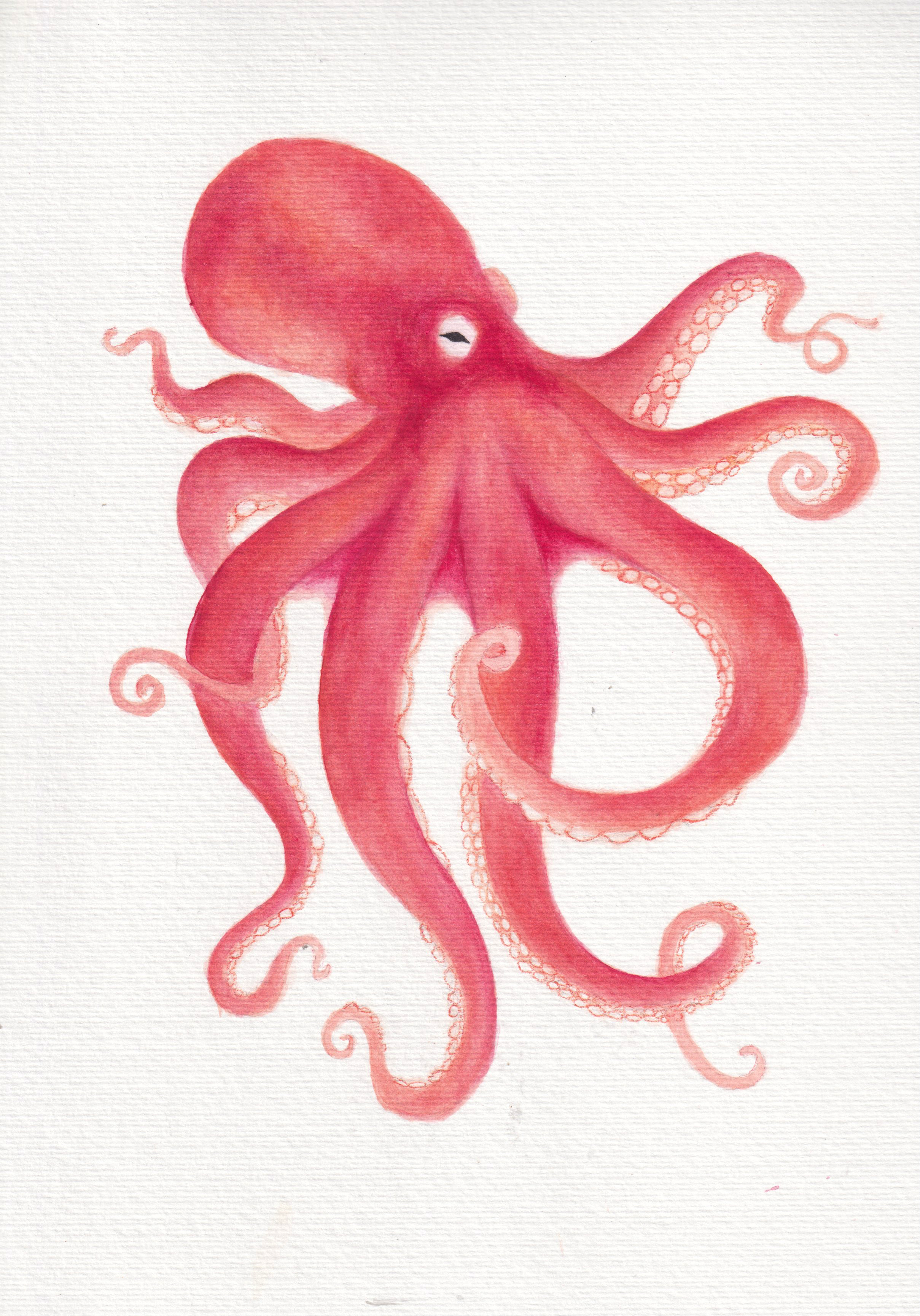 octopus