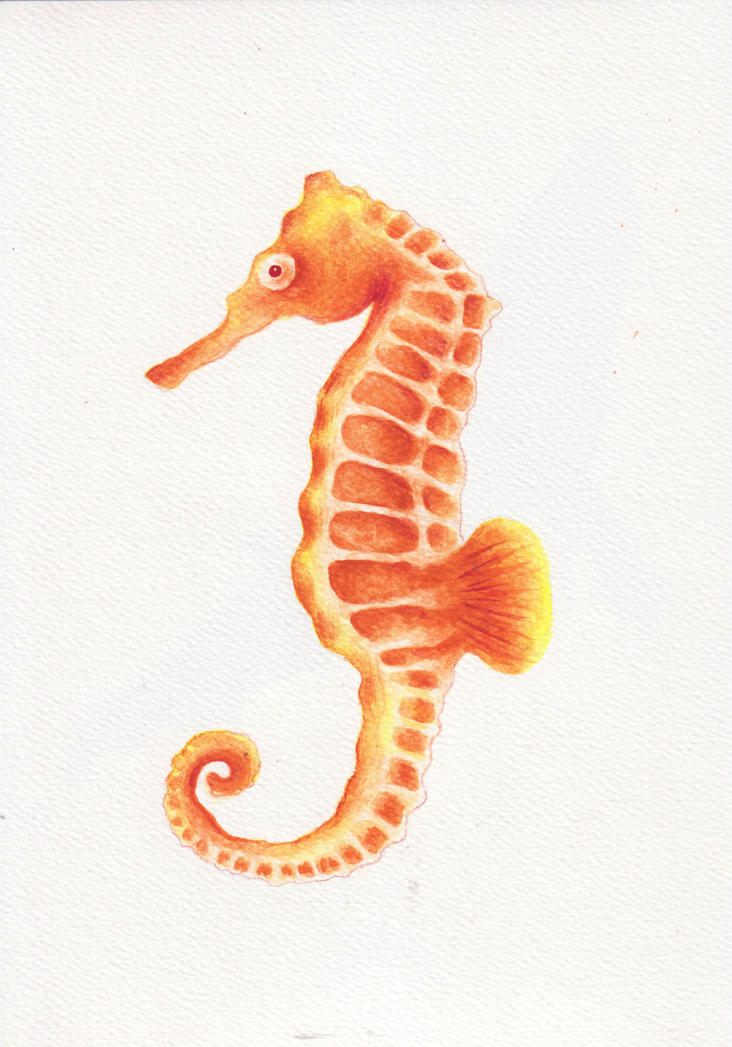 seahorse