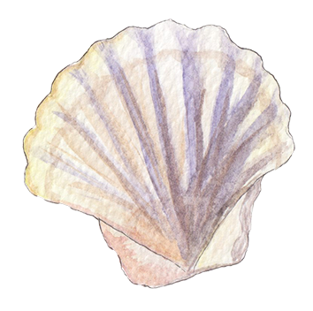 shell