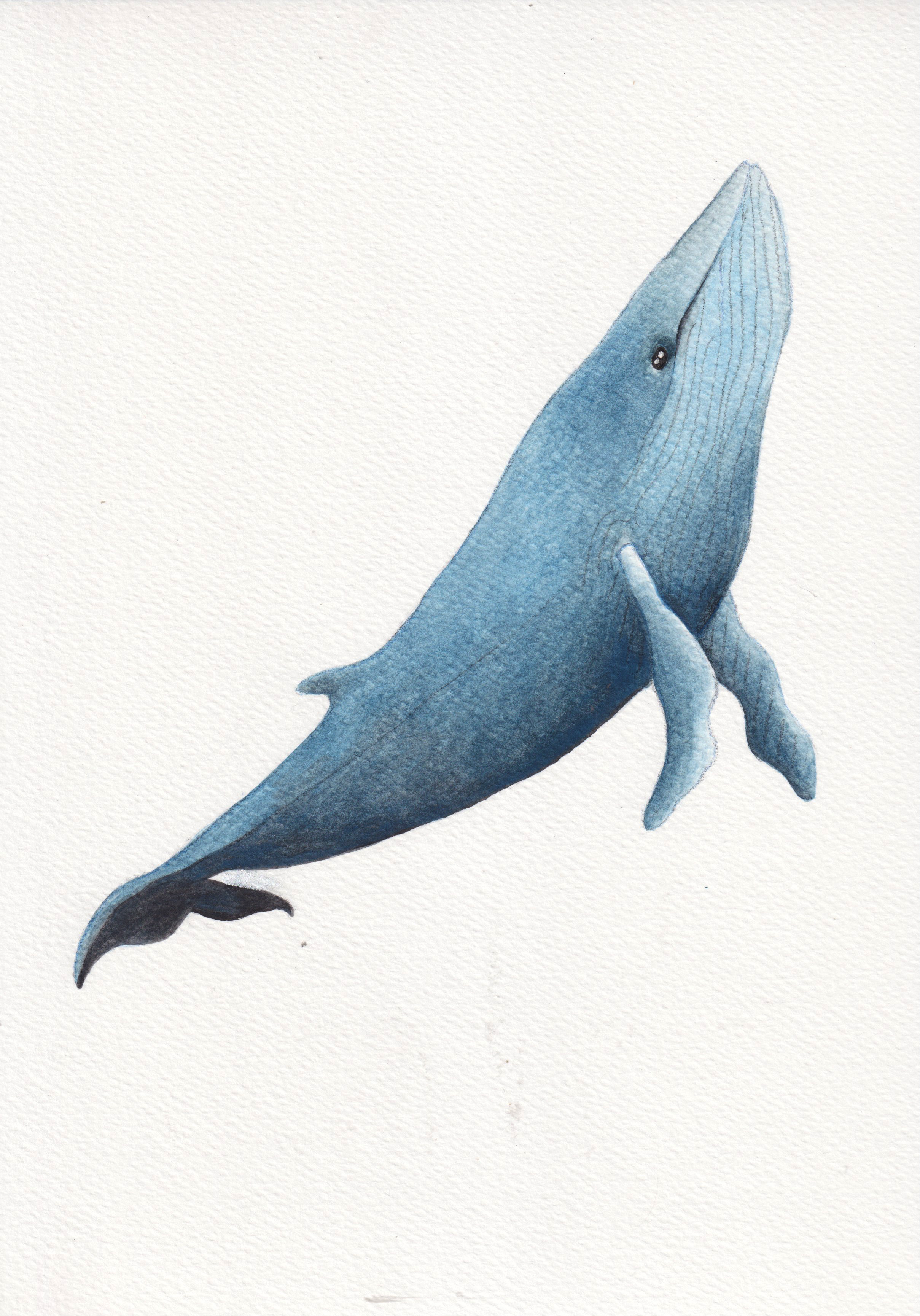 whale