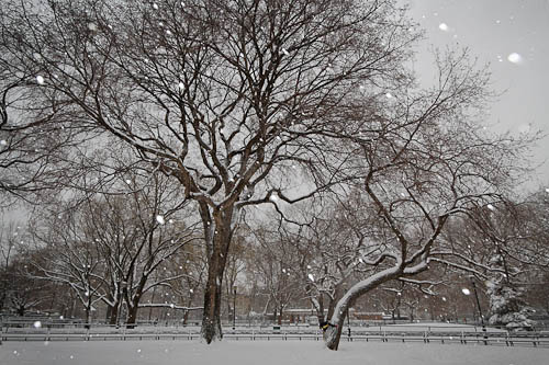 Taiyo in the snow