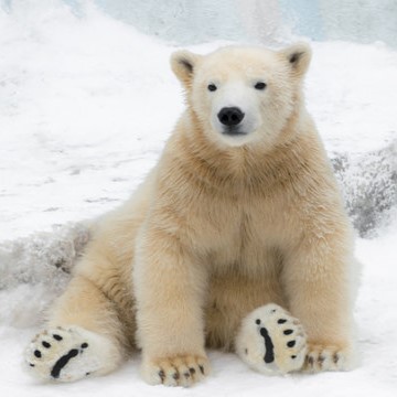 Polar bear image