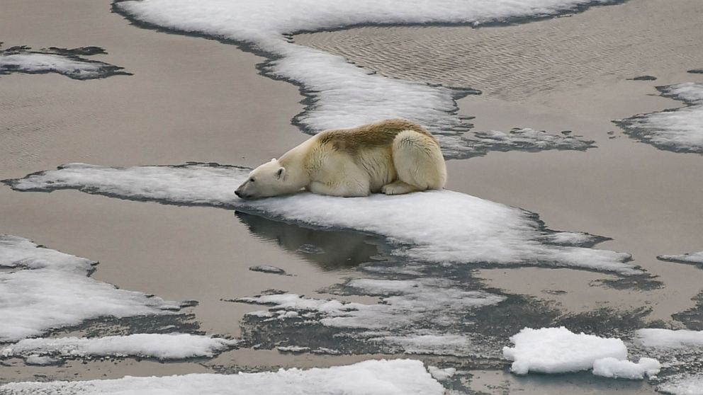 Polar bear on melting ice looking sad