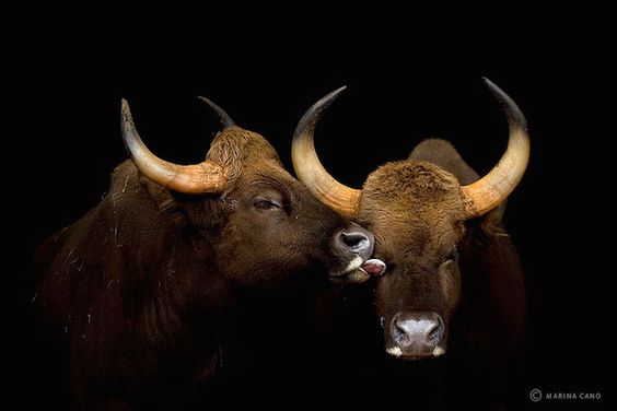 two buffalo saying hello