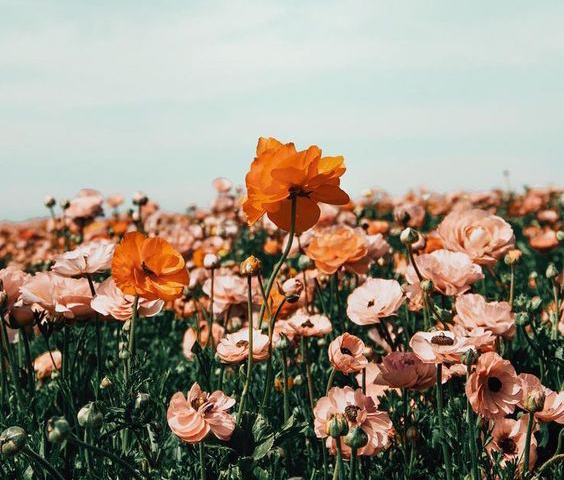 flower field