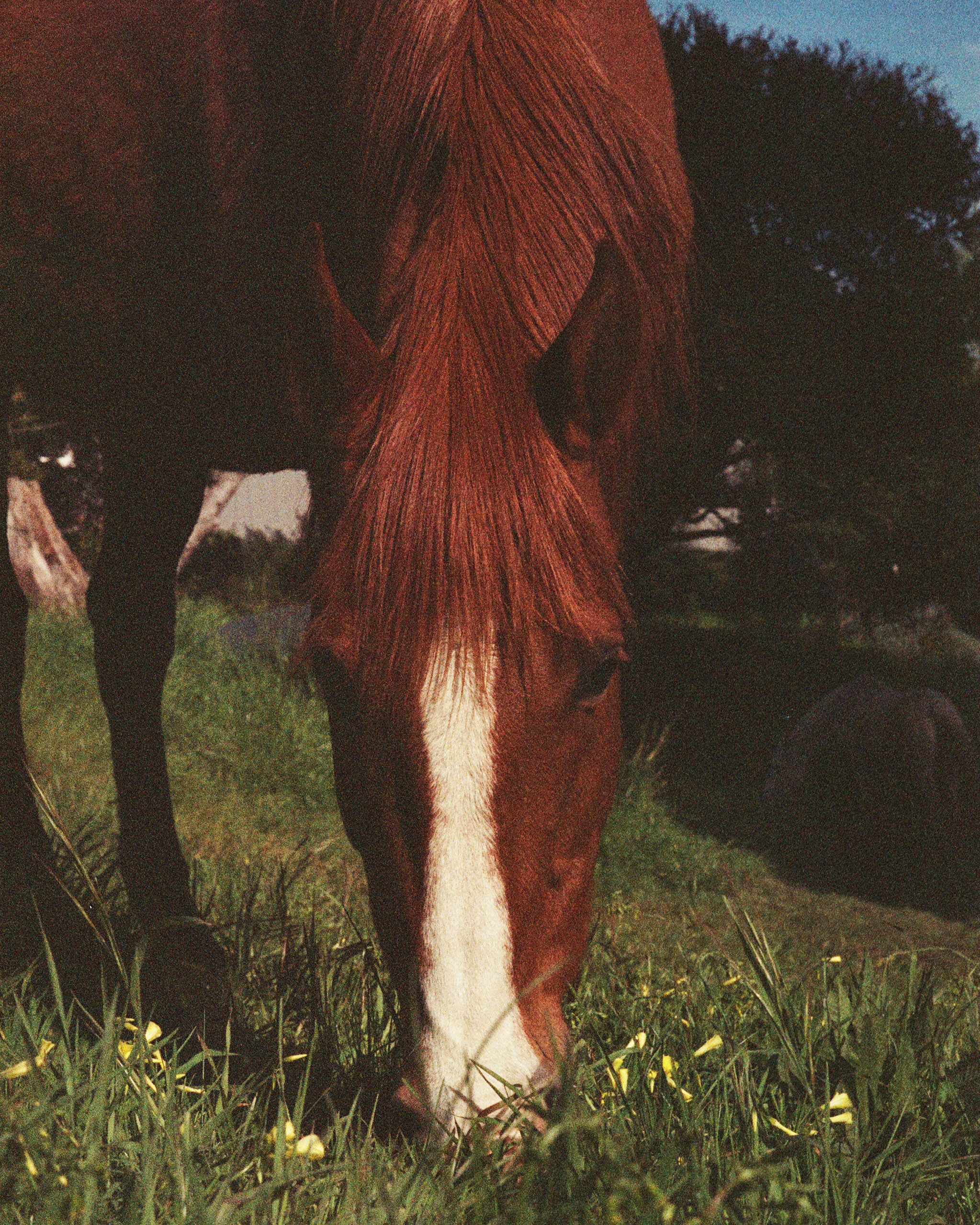 horse1