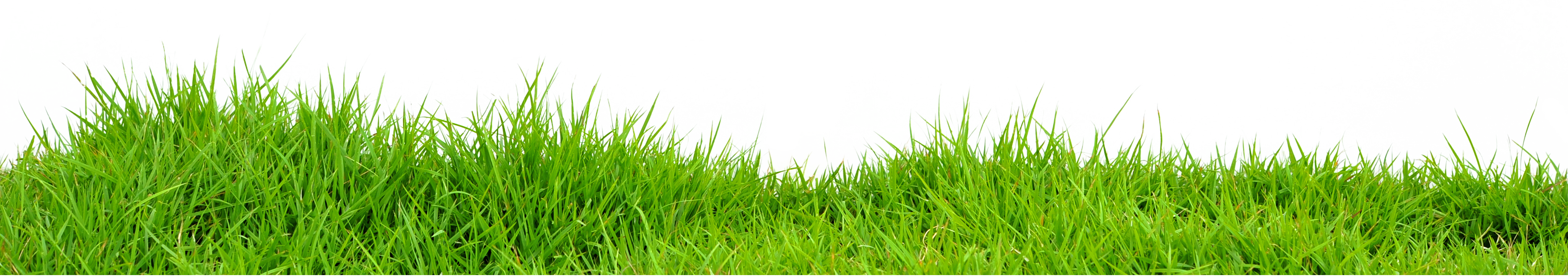 grass