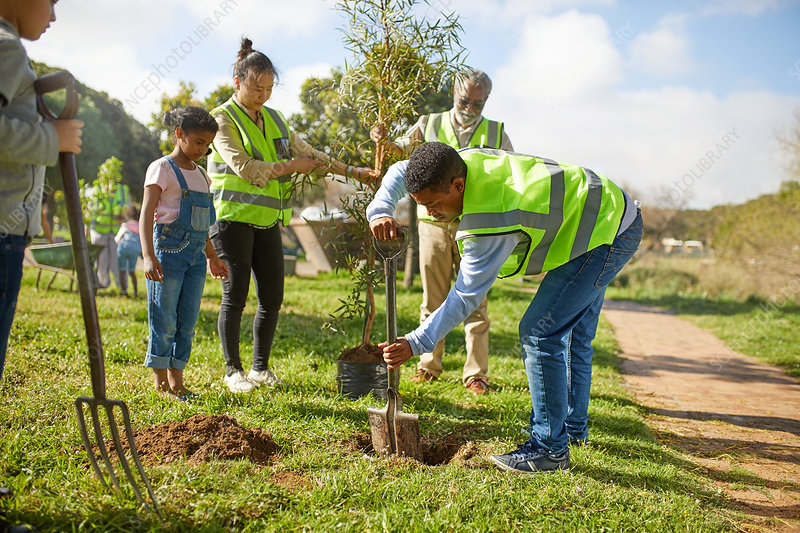 Tree planting