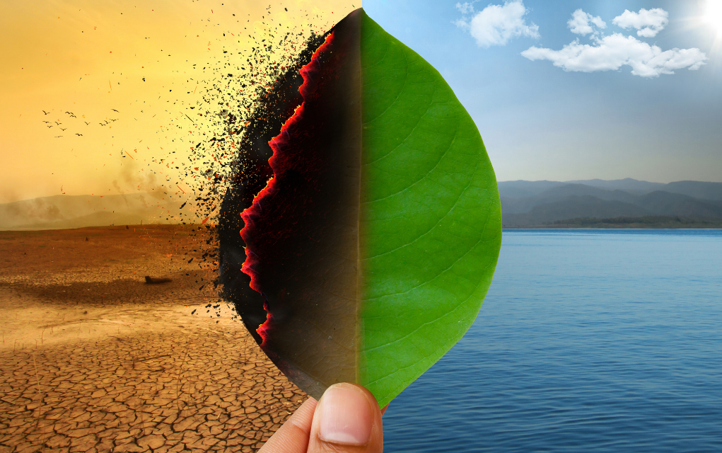 Leaf dying from climate changes