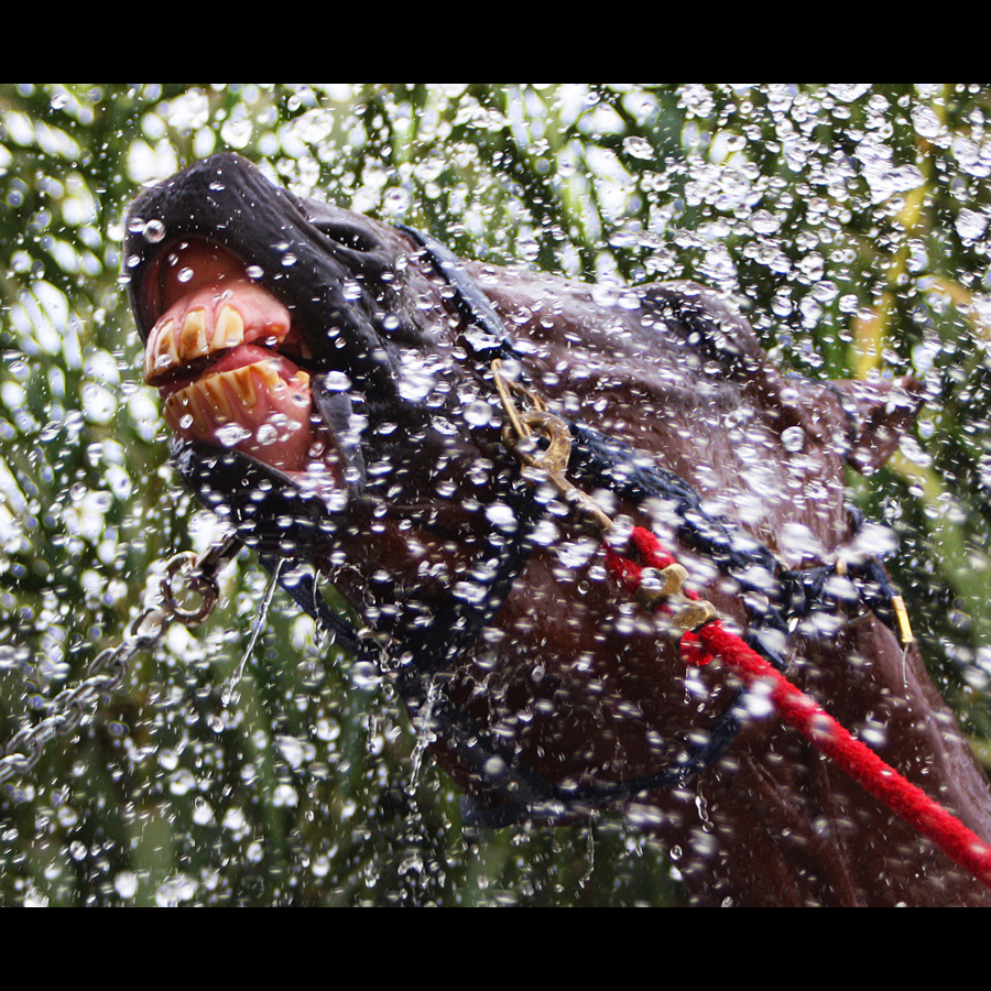Water is being srayed in the air and a horse is strecthing his neck up high to catch some in his mouth.