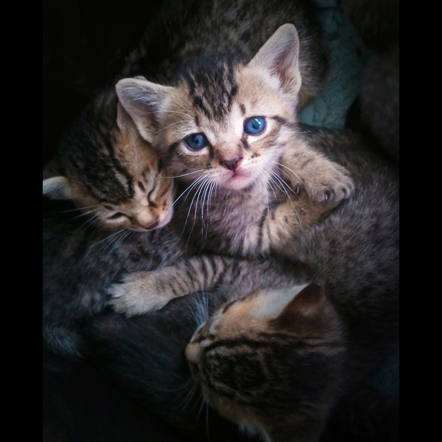 A litter of kittens are taking a nap piled all together but one is still awake and looks directly at the camera.