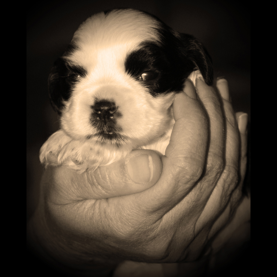 A newborn puppy who's eyes hsd just opened is being held in the palm of someones hand.
