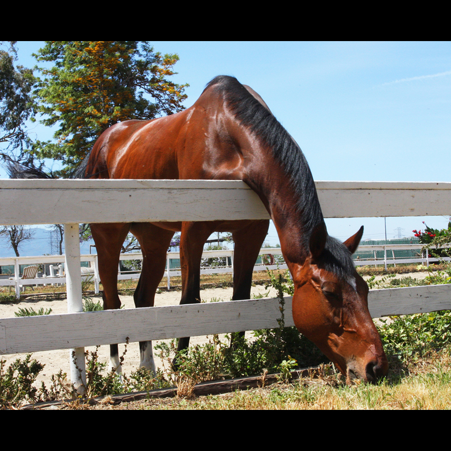A horse leans over a fence stretching his neck down to graze on grass outside the fence.