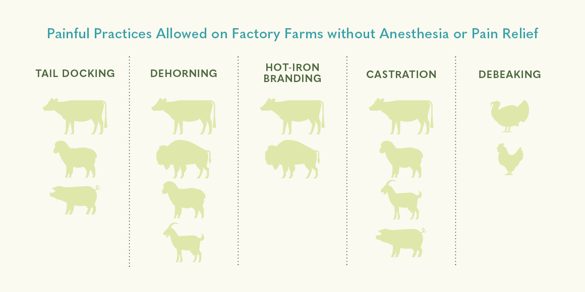 Inhumane practices on cattle, poultry, and pigs, which are almost never facilitated with pain relief measures.