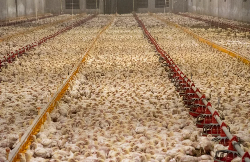 The severity of overcrowding in factory farms is appalling.