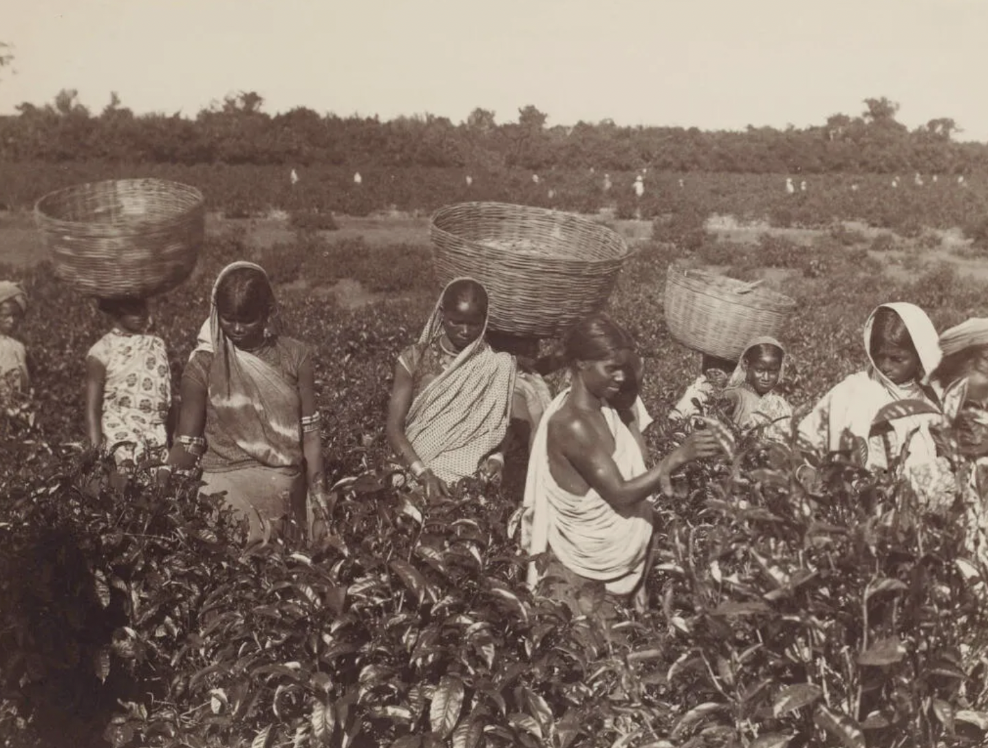 Tea Plantation