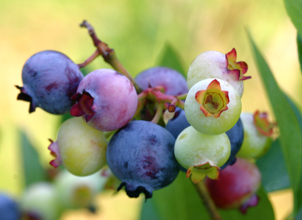 berries