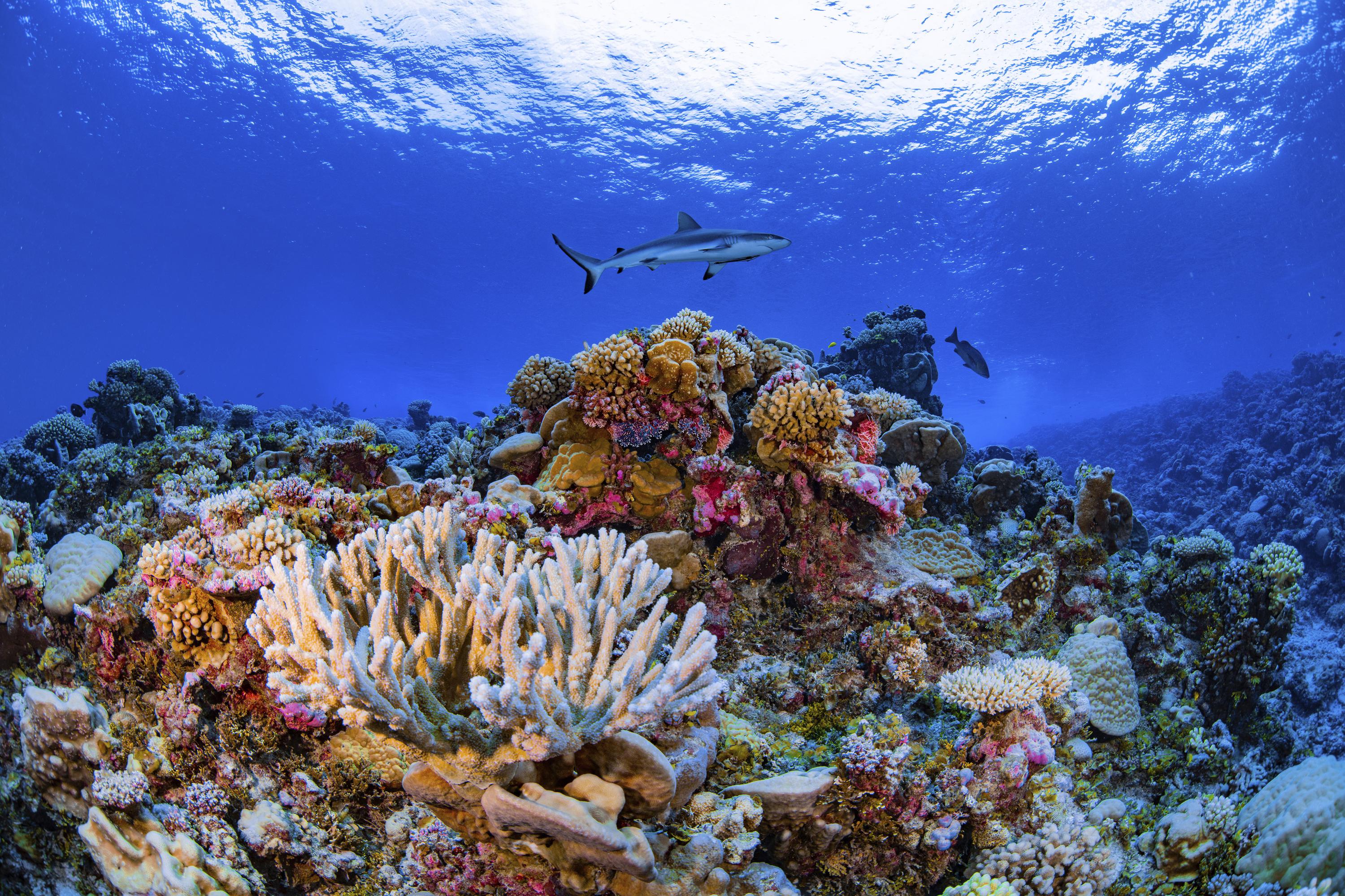 corals