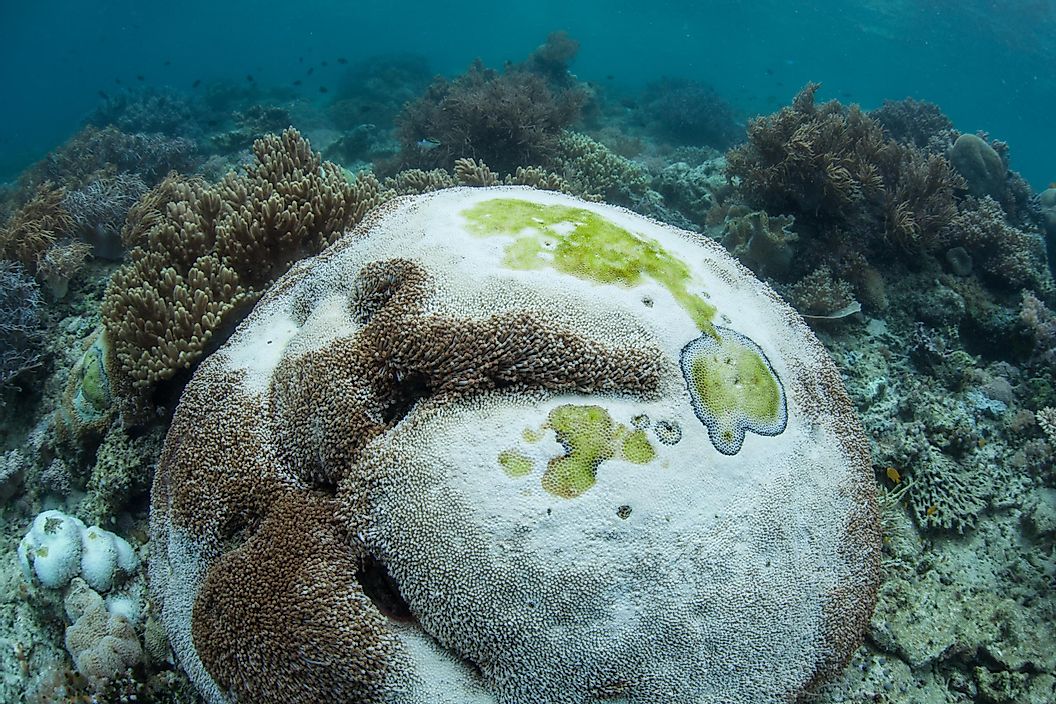 corals