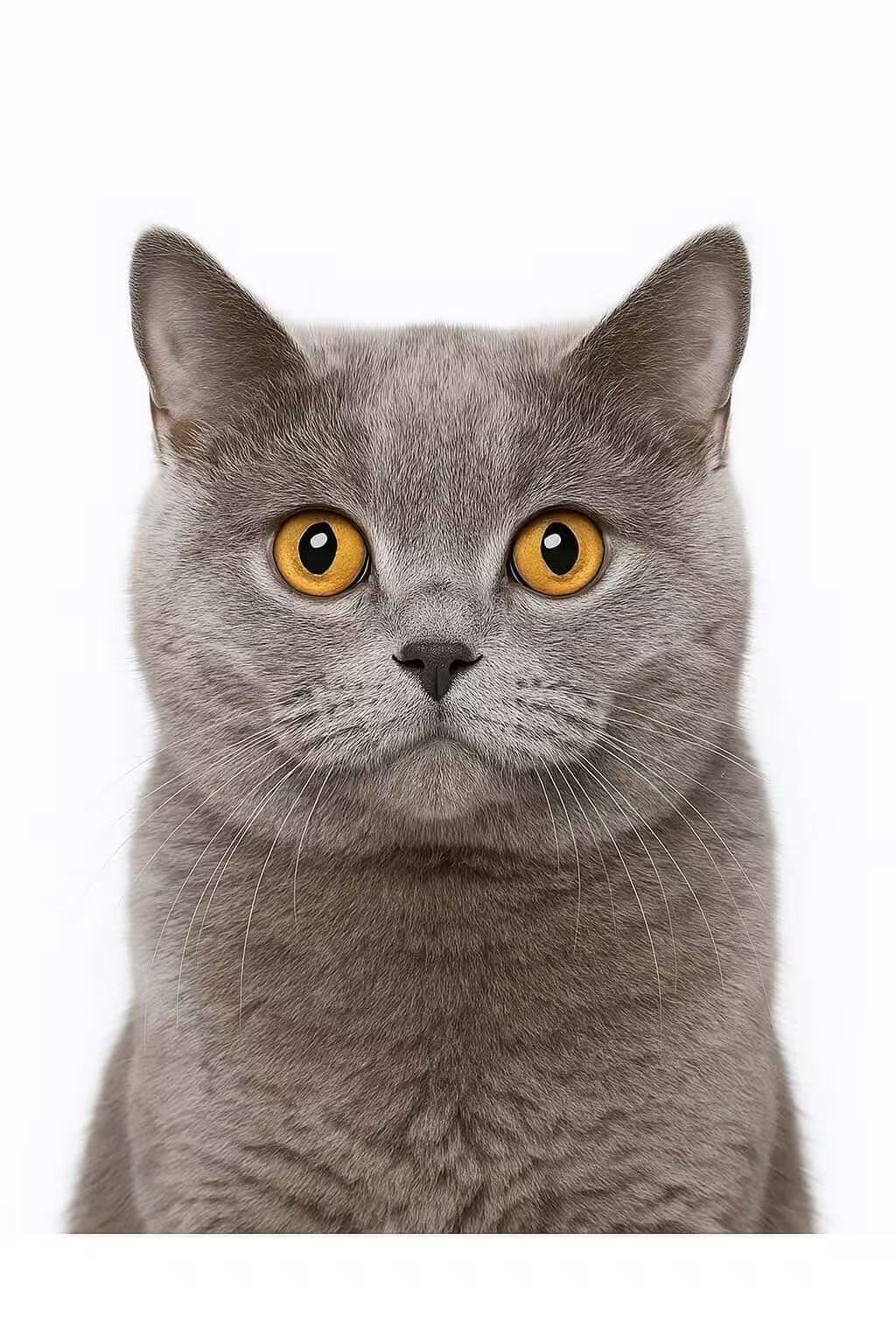 Caicai