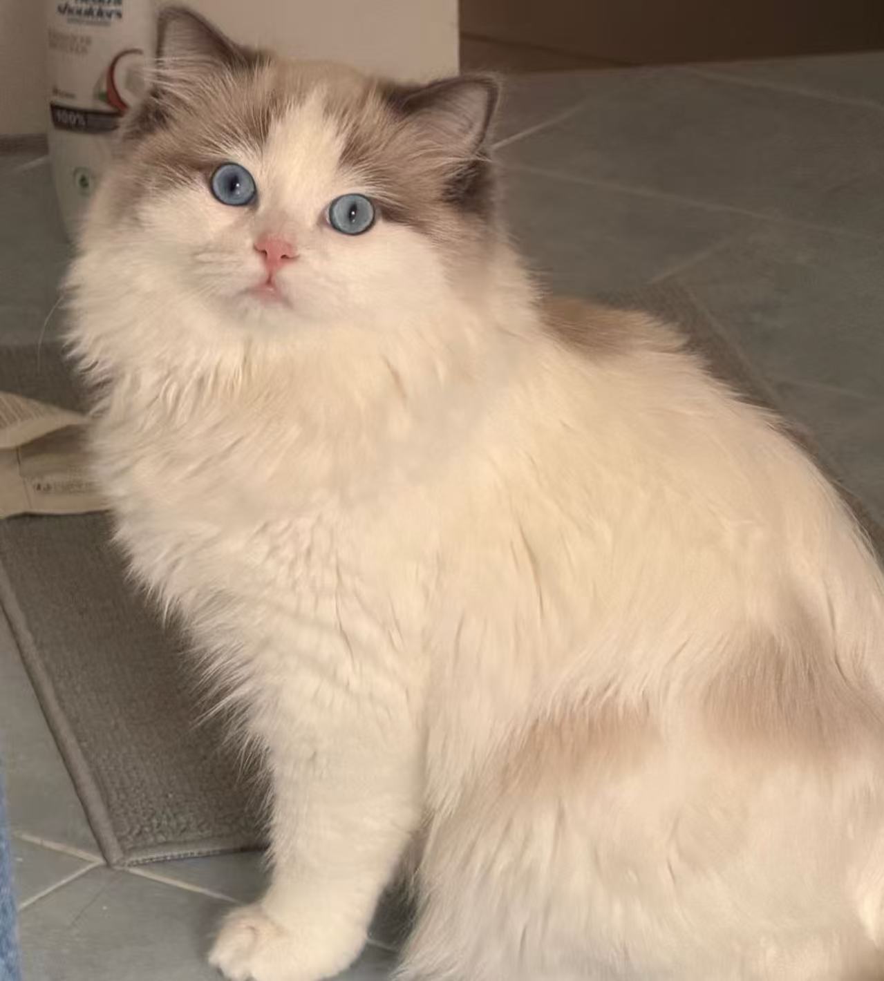 Mochi