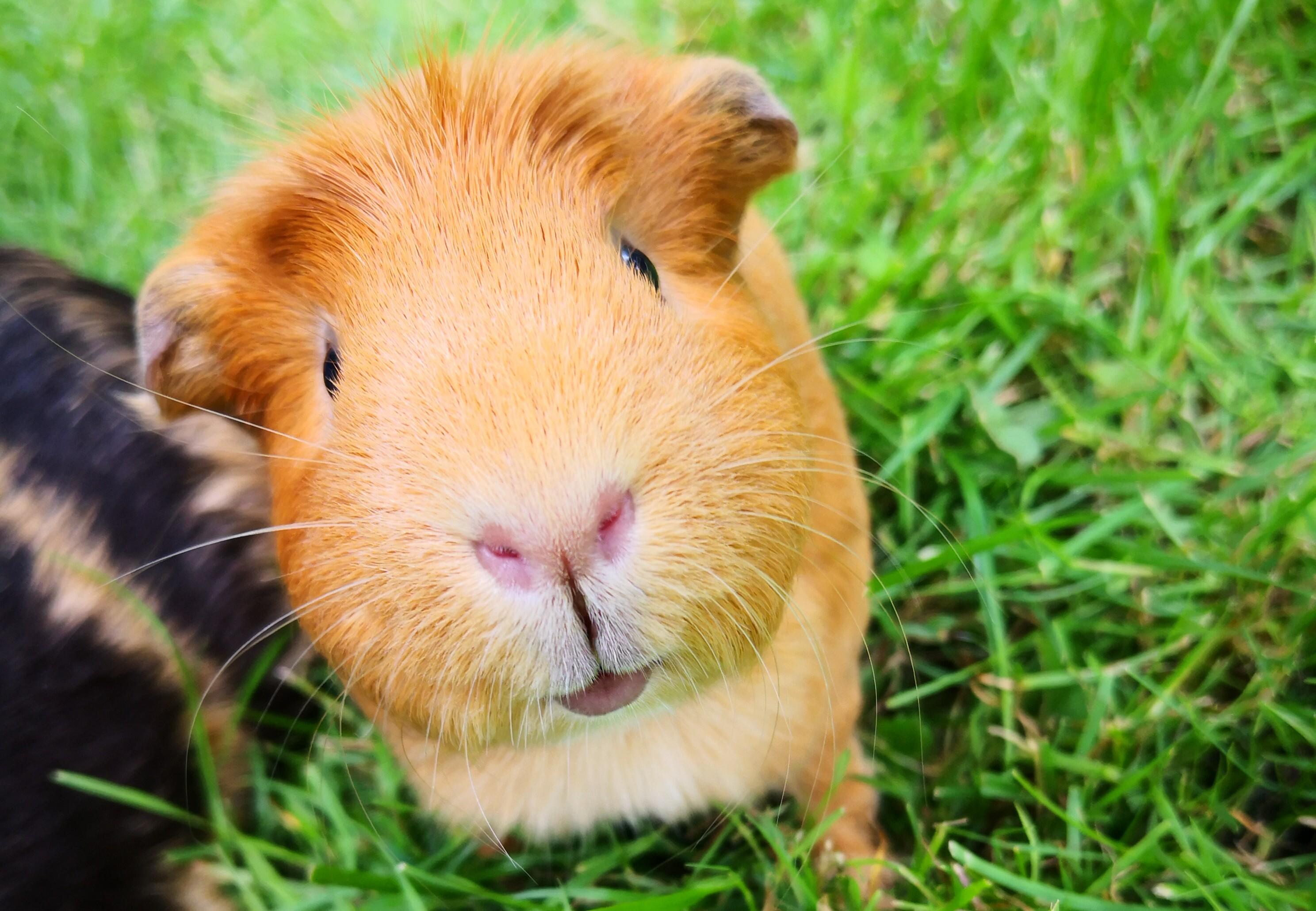 Piggy
