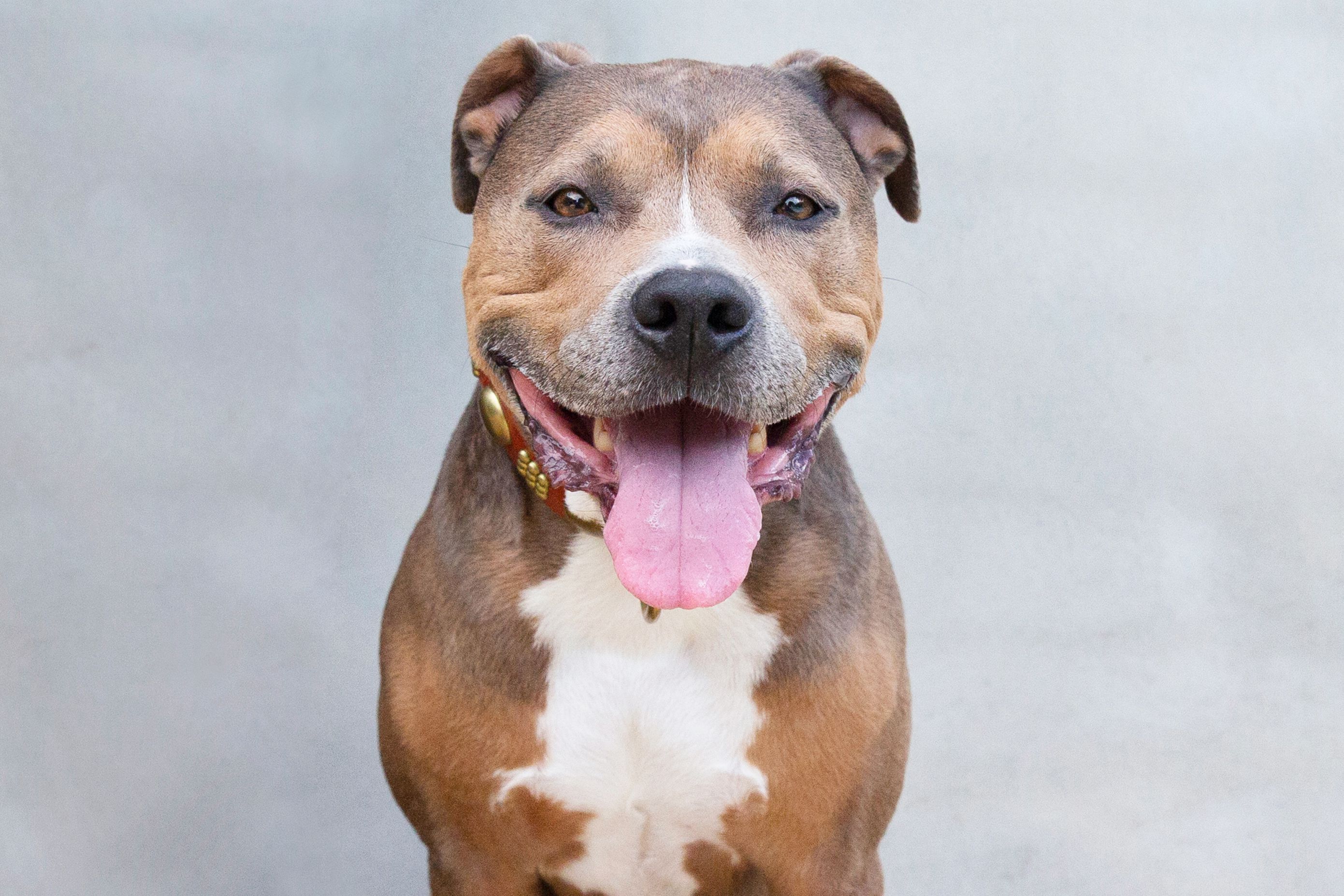pitbull smiling