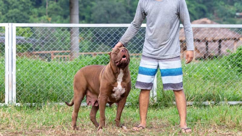 pitbull with owner