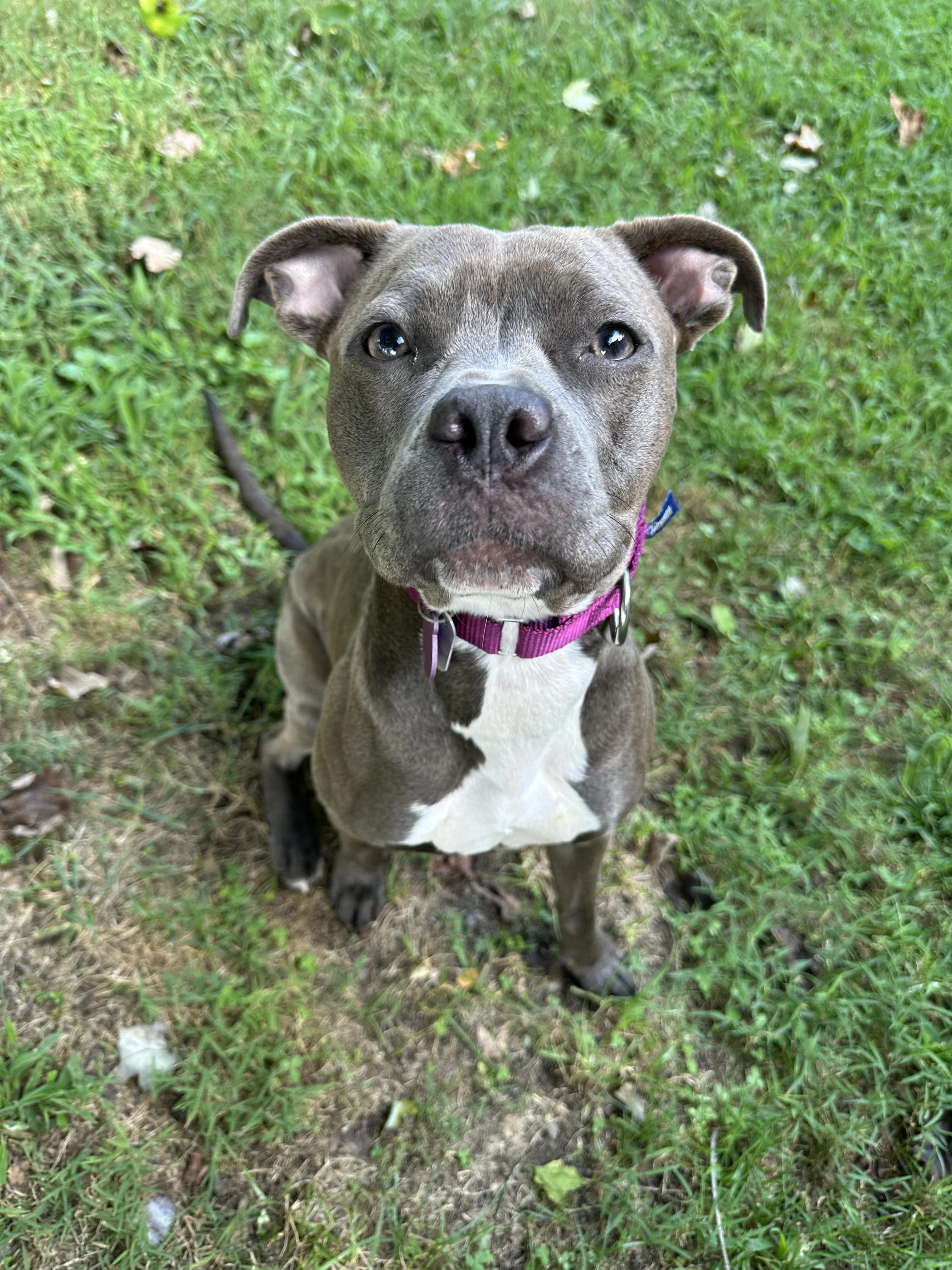 pitbull puppy