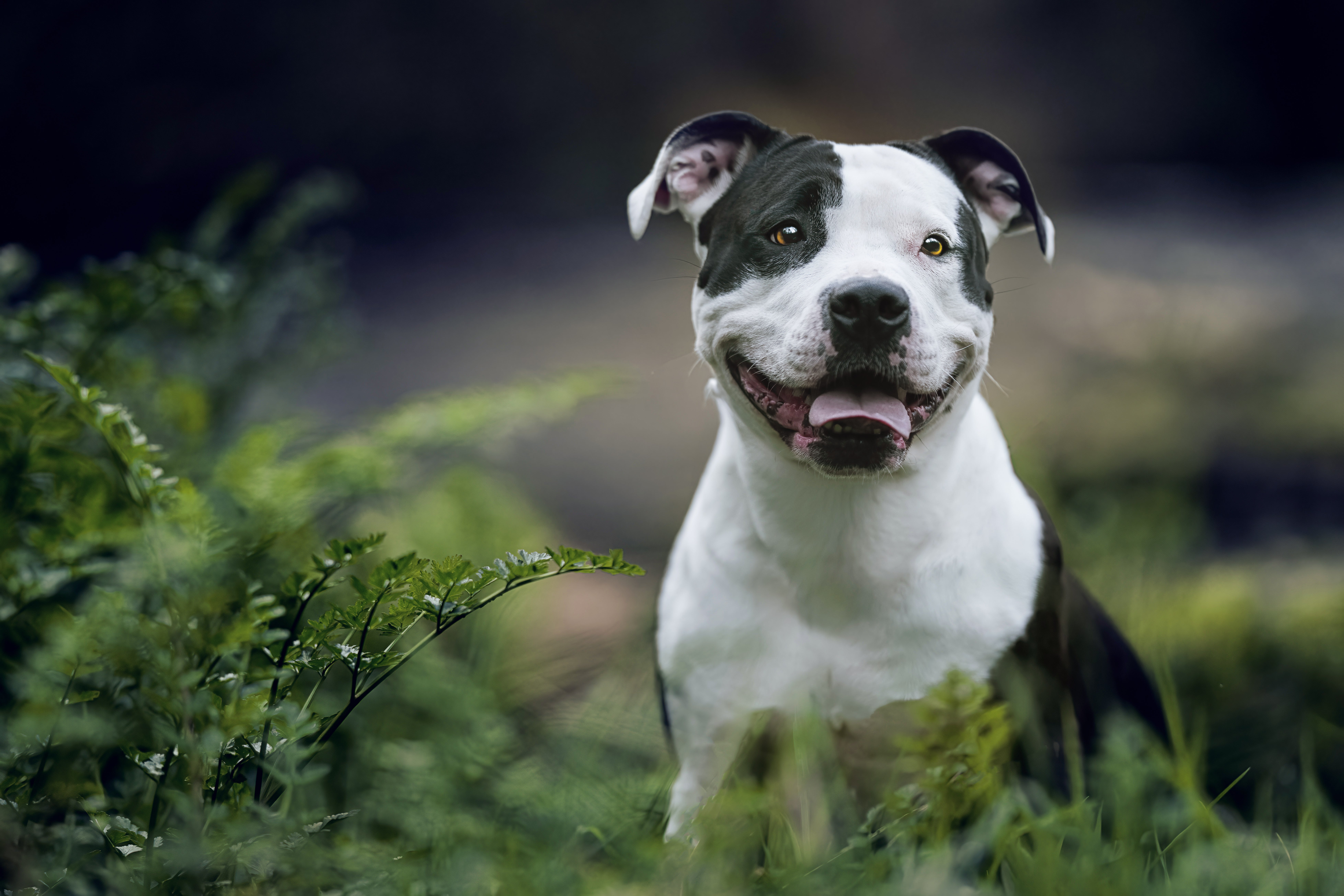 Staffordshire Terrier